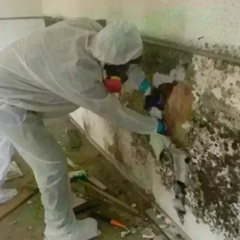 Mold Remediation and Removal in Richmond, MA